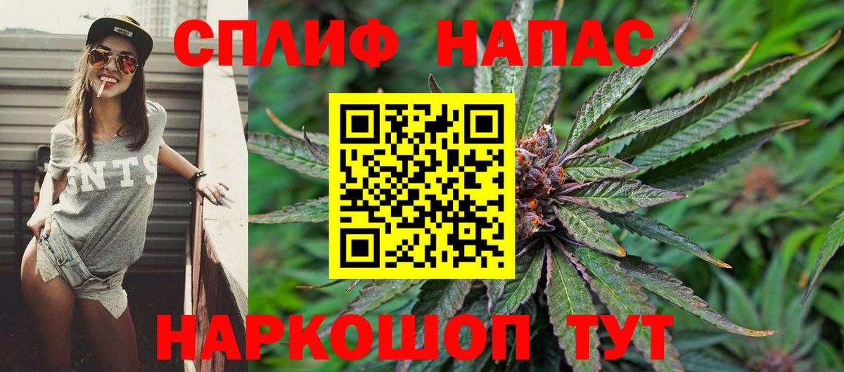 Каннабис сатива Ессентуки